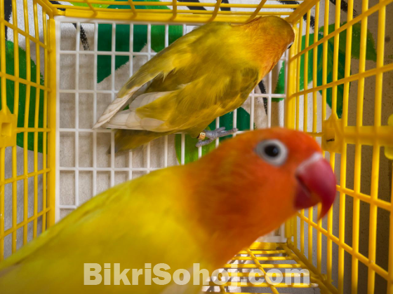 love bird (Ring)